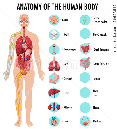 Anatomy