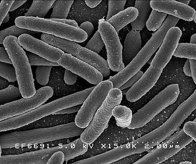 Bacteriology