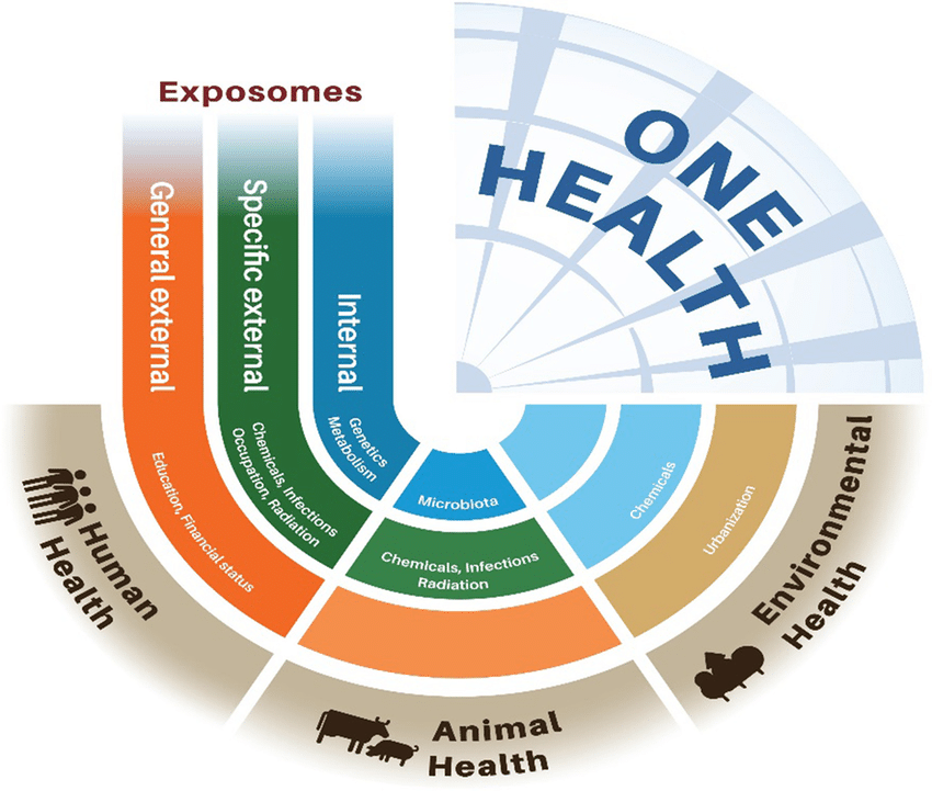 Environmental health and Exposome