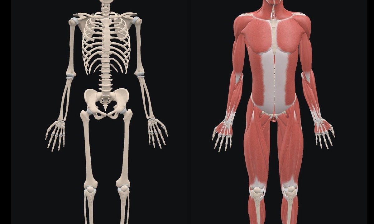 Musculoskeletal Anatomy